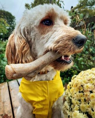 Show full view: Nylabone Gourmet Style Strong Chew Stick Dog Chew Toy, Peanut Butter, Medium slide 2 of 12