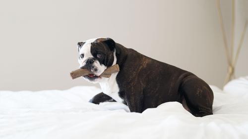 Show full view: Nylabone Gourmet Style Strong Chew Stick Dog Chew Toy, Peanut Butter, X-Large slide 3 of 13