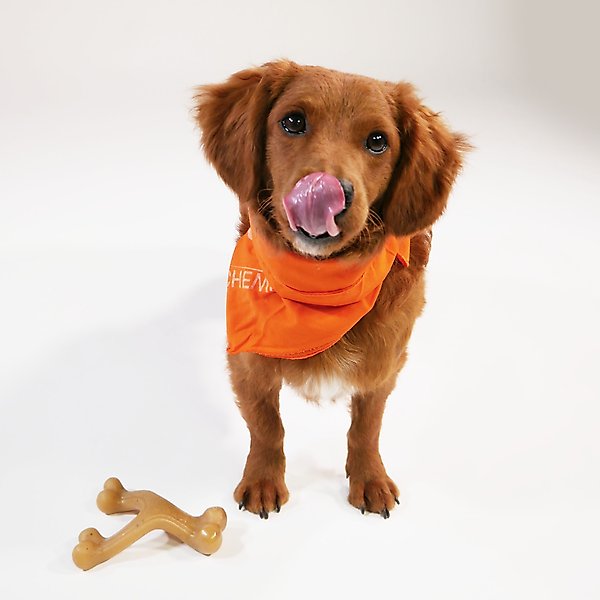 Nylabone Gourmet Style Strong Chew Wishbone Dog Chew Toy