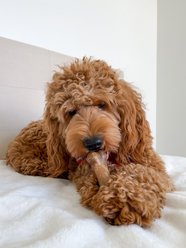 Nylabone Healthy Edibles All-Natural Long Lasting Bacon Dog Chew Treats, Medium, 2 count slide 2 of 9