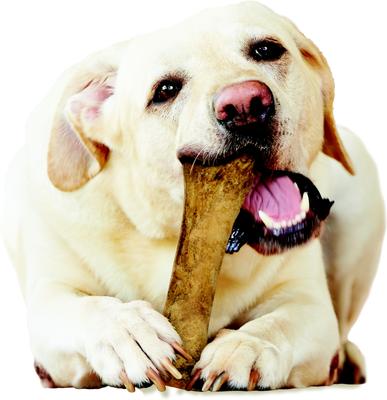 Show full view: Nylabone Healthy Edibles All-Natural Long Lasting Chicken Dog Chew Treats X-Large slide 10 of 13