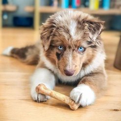 Nylabone Healthy Edibles All-Natural Long Lasting Dog Chew Treats, Roast Beef & Chicken, X-Small, 48 count slide 2 of 9