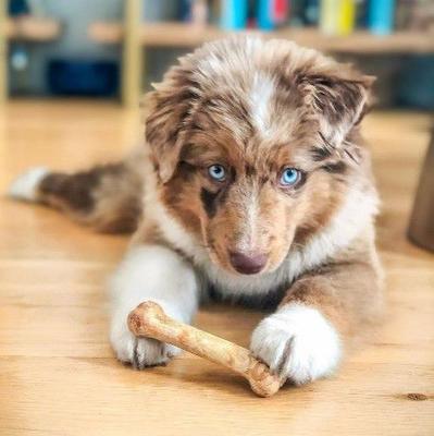 Show full view: Nylabone Healthy Edibles All-Natural Long Lasting Dog Chew Treats, Roast Beef & Chicken, X-Small, 48 count slide 3 of 13