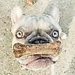 Show in main carousel: Nylabone Healthy Edibles All-Natural Long Lasting Roast Beef Dog Chew Treats, Medium, 2 count slide 3 of 13