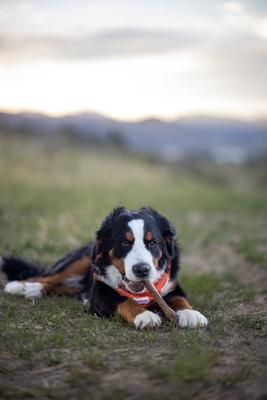 Show full view: Nylabone Healthy Edibles All-Natural Long Lasting Roast Beef Dog Chew Treats, X-Large slide 3 of 13