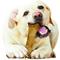 Show in main carousel: Nylabone Healthy Edibles Longer Lasting Chicken Flavor Dog Bone Treat, X-Large, bundle of 2 slide 8 of 13