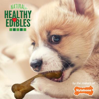 Show full view: Nylabone Healthy Edibles Longer Lasting Puppy Turkey & Sweet Potato Flavor Dog Bone Treats, Small, 8 count slide 5 of 13