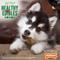 Show in main carousel: Nylabone Healthy Edibles Puppy Natural Lamb & Apple Long Lasting Dog Chew Treats, X-Small, 4 Count slide 6 of 11