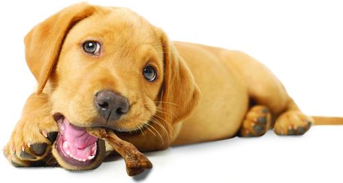 Show full view: Nylabone Healthy Edibles Wild Turkey Puppy Treat Bone, 4 count slide 6 of 13