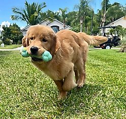 Nylabone Just for Puppies Double Action Bone Puppy Dog Teething Chew Toy, Banana & Peanut Butter slide 2 of 9