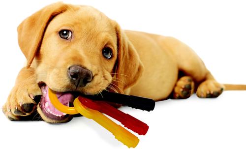 Show full view: Nylabone Just for Puppies Teething Chew Toy Keys Bacon, Large slide 10 of 14