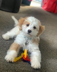 Nylabone Just for Puppies Teething Chew Toy Keys Bacon, X-Small  slide 2 of 7