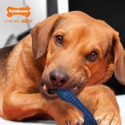 Nylabone Moderate Chew FlexiChew Dental Chew Toy, Textured Bone, Chicken, Medium slide 2 of 9