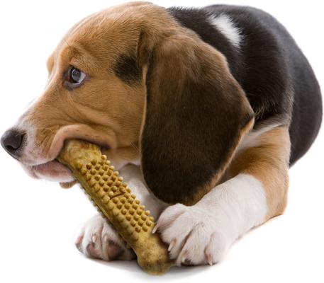 Show full view: Nylabone Natural Nubz Chicken Dog Treat, Large, 2 count slide 9 of 12