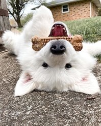 Nylabone Natural Nubz Chicken Dog Treat, Large, 40 count slide 2 of 8