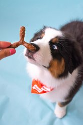 Nylabone Nutri Dent Easy Hold Trios Dental Dog Treat, Filet Mignon, Medium, 20 count slide 2 of 9