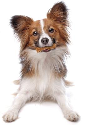 Show full view: Nylabone Nutri Dent Filet Mignon Flavored Dog Dental Chews, Regular, Mini, 160 Count slide 9 of 13