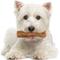 Show in main carousel: Nylabone Nutri Dent Filet Mignon Flavored Dog Dental Chews, Small, 64 count slide 8 of 13