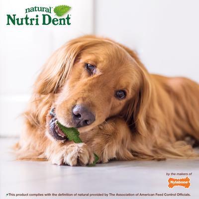 Show full view: Nylabone Nutri Dent Limited Ingredients Large Fresh Breath Natural Dental Dog Treats, 20 count slide 5 of 13