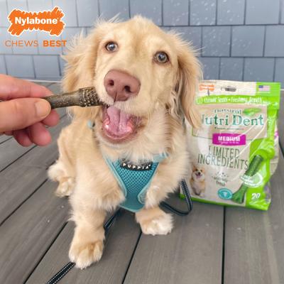 Show full view: Nylabone Nutri Dent Natural Dental Fresh Breath Flavored Chew Treat, Medium, 20 count slide 4 of 13