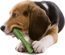 Nylabone Nutri Dent Natural Dental Fresh Breath Flavored Chew Treat, Medium, 40 count slide 2 of 9