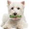 Show in main carousel: Nylabone Nutri Dent Natural Dental Fresh Breath Flavored Chew Treat, Small, 64 count slide 9 of 13