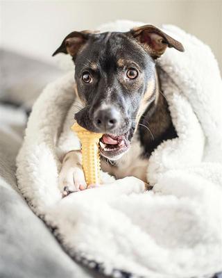 Show full view: Nylabone Power Chew Barbell Peanut Butter Flavored Dog Chew Toy, Large slide 2 of 12