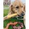 Show in main carousel: Nylabone Power Chew Customer Favorites Dog Chew Toy Bundle Customer Favorites Bundle Variety, Large  slide 3 of 12