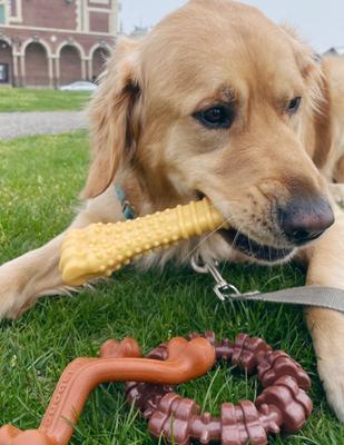 Show full view: Nylabone Power Chew Customer Favorites Dog Chew Toy Bundle Customer Favorites Bundle Variety, Large  slide 3 of 12