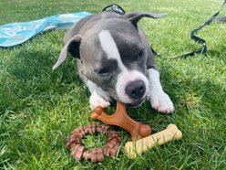 Nylabone Power Chew Customer Favorites Dog Chew Toys Bundle, Brown, Small slide 2 of 9