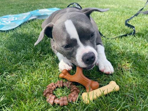 Show full view: Nylabone Power Chew Customer Favorites Dog Chew Toys Bundle, Brown, Small slide 2 of 10