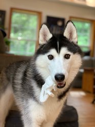 Nylabone Power Chew Dental Chew Chicken Flavored Dinosaur Dog Chew Toy, Character Varies, Large  slide 2 of 9