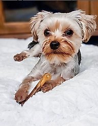 Nylabone Power Chew Flavor Frenzy Durable Dog Chew Toys Twin Pack Bacon Cheeseburger & Apple Pie, Small slide 2 of 9