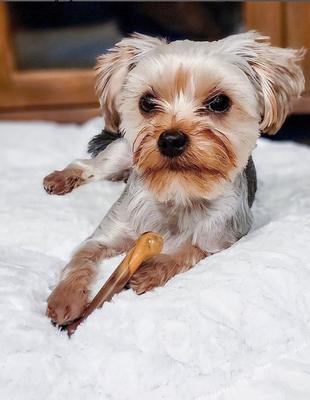 Show full view: Nylabone Power Chew Flavor Frenzy Durable Dog Chew Toys Twin Pack Bacon Cheeseburger & Apple Pie, Small slide 2 of 13