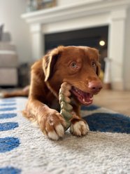 Nylabone Power Chew Gator Tail Alternative Chicken Flavor Dog Chew Toy, Large slide 2 of 9