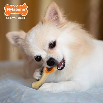 Show full view: Nylabone Power Chew Knuckle Bone & Pop-In Treat Dog Toy Combo Knuckle Bone Pop-In Treat Toy Chicken Pop-In, X-Small  slide 3 of 12