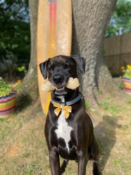 Nylabone Power Chew Mega Knot Bone Big Dog Chew Toy, XX-Large slide 2 of 9