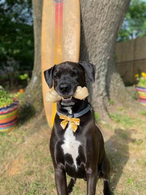 Show full view: Nylabone Power Chew Mega Knot Bone Big Dog Chew Toy, XX-Large slide 3 of 14