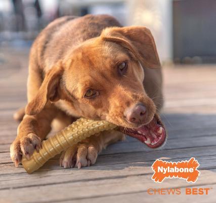Show full view: Nylabone Power Chew Peanut Butter Flavored Dog Chew Toy, X-Large slide 8 of 14