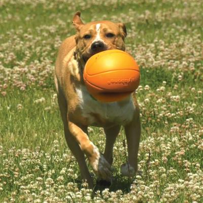 Show full view: Nylabone Power Play Basketball B-Ball Gripz Dog Toy, Large slide 5 of 11