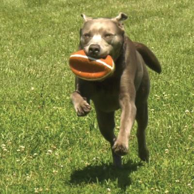 Show full view: Nylabone Power Play Football Gripz Dog Toy, Large slide 7 of 11