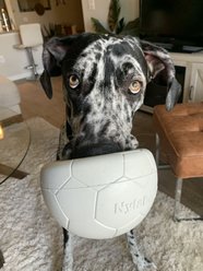 Nylabone Power Play Gripz Soccer Ball Dog Toy, Medium slide 2 of 9