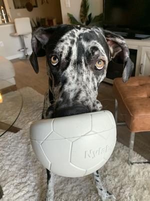 Show full view: Nylabone Power Play Gripz Soccer Ball Dog Toy, Medium slide 2 of 11