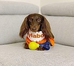 Nylabone Power Play Rubber Fetch-a-Bounce Dog Toy, Small slide 2 of 9