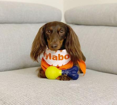 Show full view: Nylabone Power Play Rubber Fetch-a-Bounce Dog Toy, Small slide 2 of 11