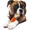 Show in main carousel: Nylabone PRO Action Dental Power Chew Durable Dog Toy Bacon, Large  slide 8 of 13
