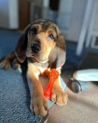 Show full view: Nylabone Puppy Chew Freezer Dog Toy Teething Chew Chilling Cloth Lamb & Apple, Small slide 2 of 13