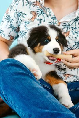 Show full view: Nylabone Puppy Gourmet Style Strong Chew Chicken Flavored Dog Toy Stick, Medium slide 3 of 12