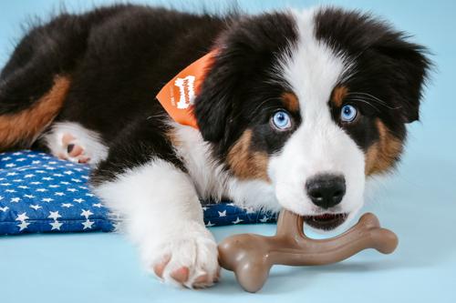 Show full view: Nylabone Puppy Gourmet Style Strong Chew Wishbone Peanut Butter Dog Toy, Brown, Small/Regular slide 2 of 12