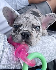 Nylabone Puppy Pacifier Teething Toy Chew Teething Pacifier Bacon, Small slide 2 of 9